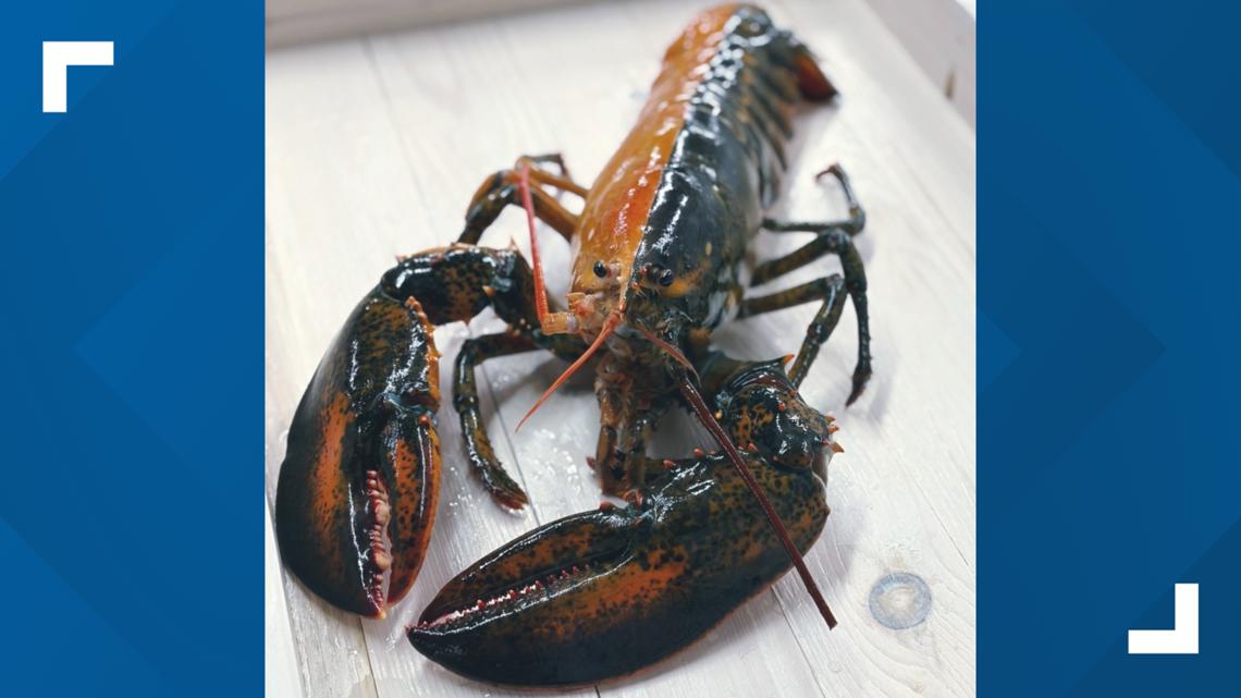 1-in-50 million lobster with split-colored shell found in Massachusetts
