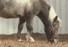 'A big personality for a miniature horse': The Kentucky Derby Museum’s undersized employee with a big job