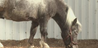 'A big personality for a miniature horse': The Kentucky Derby Museum’s undersized employee with a big job