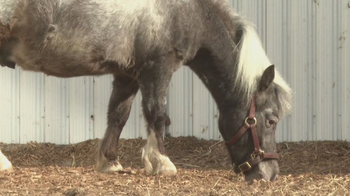 'A big personality for a miniature horse': The Kentucky Derby Museum’s undersized employee with a big job
