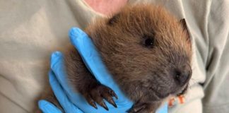 Baby beaver rescued after being found wandering alone on Texas sidewalk