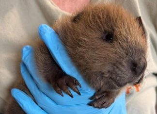 Baby beaver rescued after being found wandering alone on Texas sidewalk