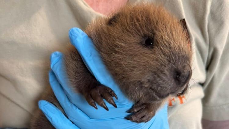 Baby beaver rescued after being found wandering alone on Texas Baby beaver rescued after being found wandering alone on Texas sidewalk