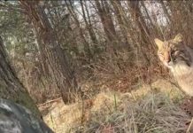 Bobcat stalks, attacks Wisconsin turkey hunter, and it's all caught on camera