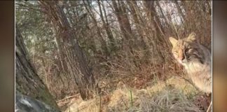 Bobcat stalks, attacks Wisconsin turkey hunter, and it's all caught on camera