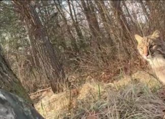 Bobcat stalks, attacks Wisconsin turkey hunter, and it's all caught on camera