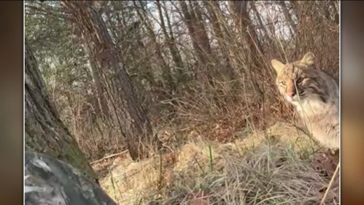 Bobcat stalks, attacks Wisconsin turkey hunter, and it's all caught on camera