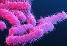 Drug-resistant strain of diarrhea-inducing Shigella infection on the rise in the US, CDC says