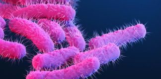 Drug-resistant strain of diarrhea-inducing Shigella infection on the rise in the US, CDC says Drug-resistant strain of diarrhea-inducing Shigella infection on the rise in the US, CDC says