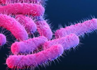 Drug-resistant strain of diarrhea-inducing Shigella infection on the rise in the US, CDC says