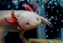 Girl finds rare axolotl in a Welsh river, experts call discovery unusual