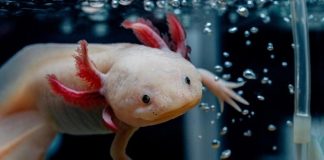 Girl finds rare axolotl in a Welsh river, experts call discovery unusual