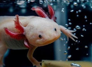 Girl finds rare axolotl in a Welsh river, experts call discovery unusual