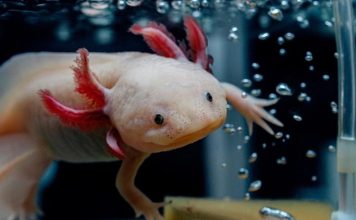 Girl finds rare axolotl in a Welsh river, experts call discovery unusual