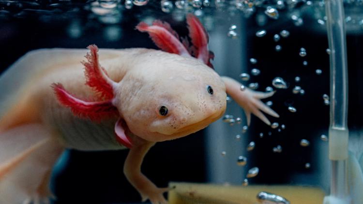 Girl finds rare axolotl in a Welsh river, experts call discovery unusual