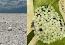 Hundreds of mothballs illegally scattered on Florida beach