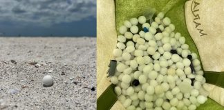 Hundreds of mothballs illegally scattered on Florida beach