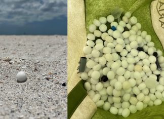 Hundreds of mothballs illegally scattered on Florida beach