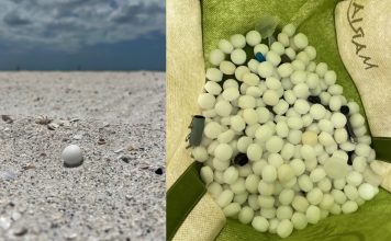Hundreds of mothballs illegally scattered on Florida beach