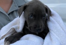 Rescued from south Georgia wildfires, 19 dogs arrive safely in Marietta for recovery