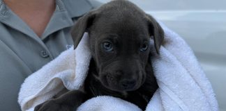 Rescued from south Georgia wildfires, 19 dogs arrive safely in Marietta for recovery