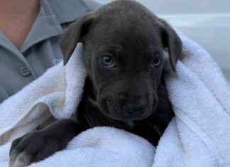 Rescued from south Georgia wildfires, 19 dogs arrive safely in Marietta for recovery