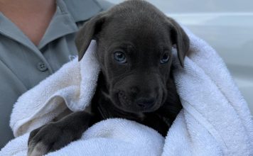 Rescued from south Georgia wildfires, 19 dogs arrive safely in Marietta for recovery