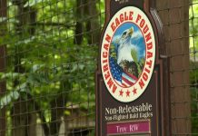Search underway for three eagles that escaped storm-damaged enclosure at Dollywood