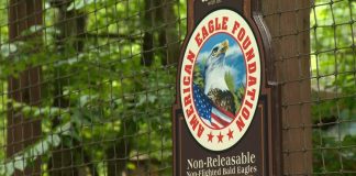 Search underway for three eagles that escaped storm-damaged enclosure at Dollywood