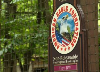 Search underway for three eagles that escaped storm-damaged enclosure at Dollywood