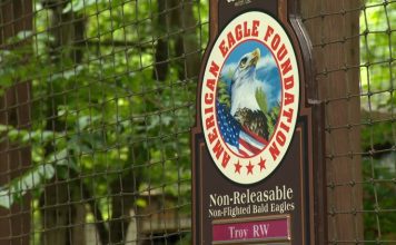Search underway for three eagles that escaped storm-damaged enclosure at Dollywood