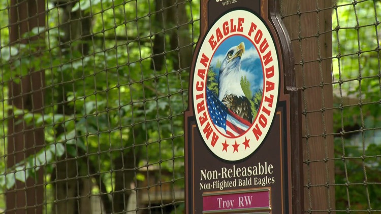 Search underway for three eagles that escaped storm-damaged enclosure at Dollywood