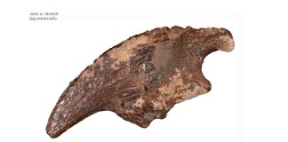 Texas researcher uncovers rare prehistoric fossil site in underwater cave