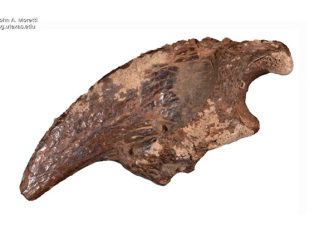 Texas researcher uncovers rare prehistoric fossil site in underwater cave