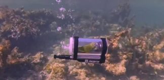 WATCH: Parakeet goes snorkeling in Bahamas with homemade submarine