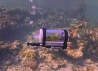 WATCH: Parakeet goes snorkeling in Bahamas with homemade submarine