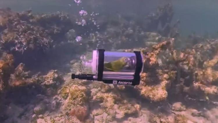 WATCH: Parakeet goes snorkeling in Bahamas with homemade submarine