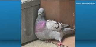 Yes, you can call Uber to transport a pigeon.