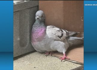 Yes, you can call Uber to transport a pigeon.