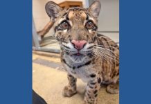 Zoo Atlanta welcomes a clouded leopard named Boon