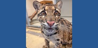 Zoo Atlanta welcomes a clouded leopard named Boon