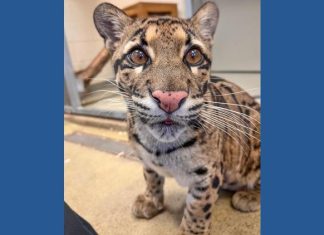 Zoo Atlanta welcomes a clouded leopard named Boon