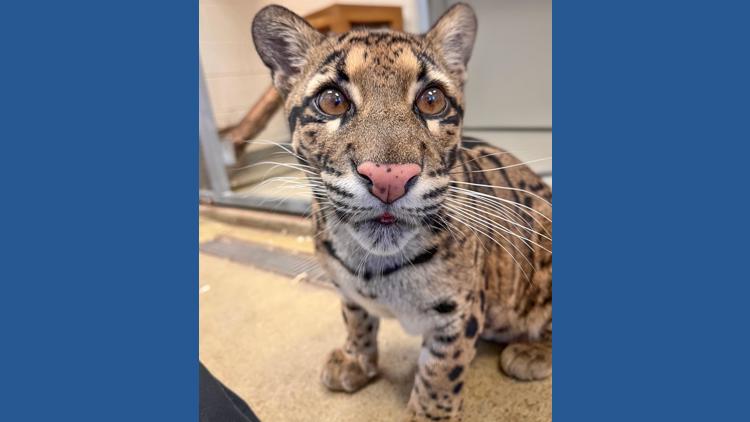 Zoo Atlanta welcomes a clouded leopard named Boon